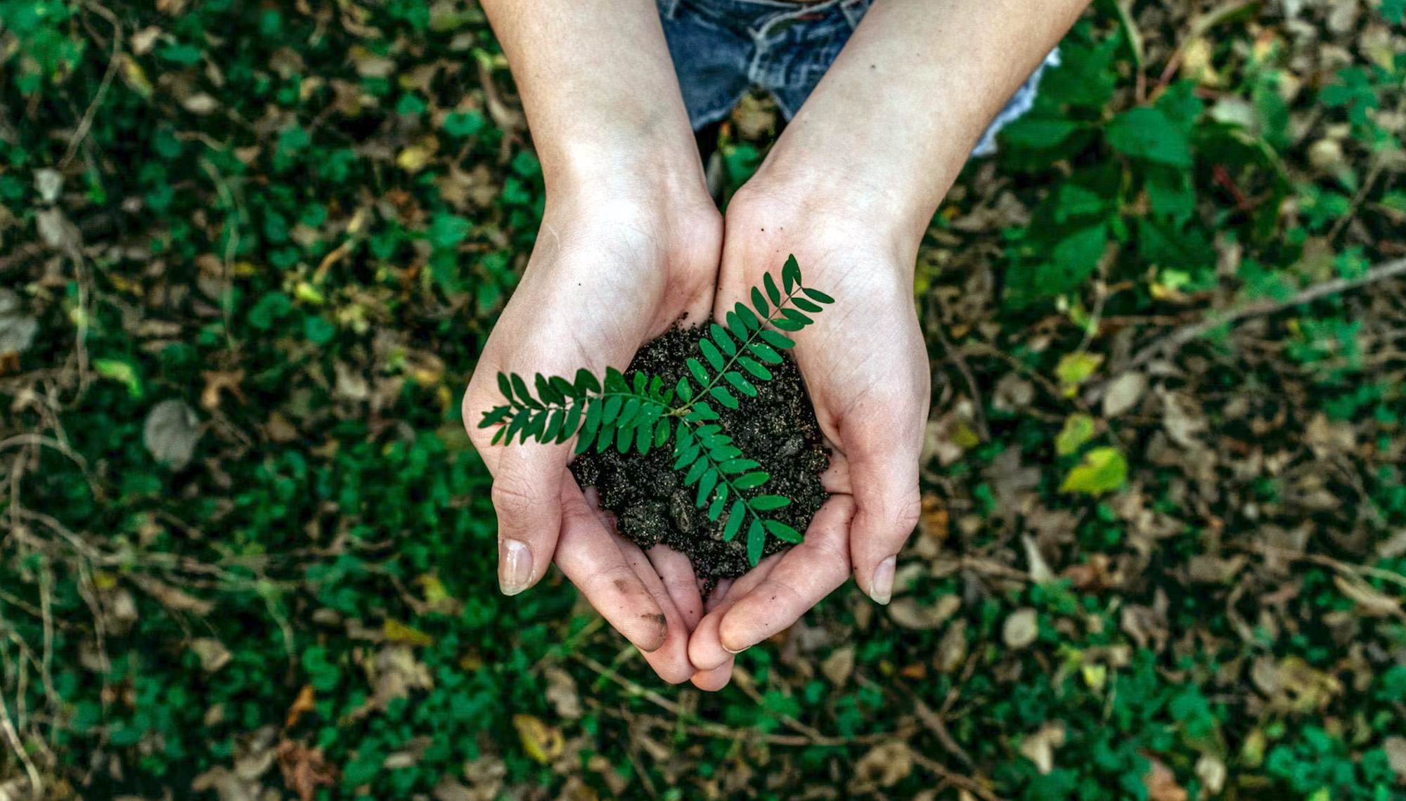 Two hands cup a seedling to be planted in a forest floor.